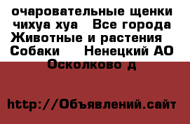 очаровательные щенки чихуа-хуа - Все города Животные и растения » Собаки   . Ненецкий АО,Осколково д.